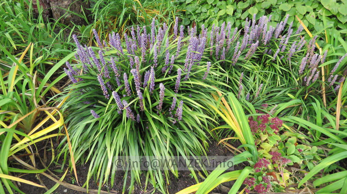 Liriope muscarii  003.JPG